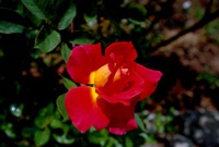 Color Therapy 9